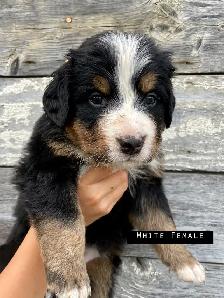 Bernese Mountain Dog Puppies - Photo 4