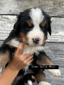 Bernese Mountain Dog Puppies - Photo 5