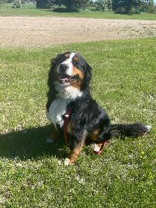 Bernese Mountain Dog Puppies - Photo 6