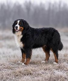 Bernese Mountain Dog Puppies - Photo 7