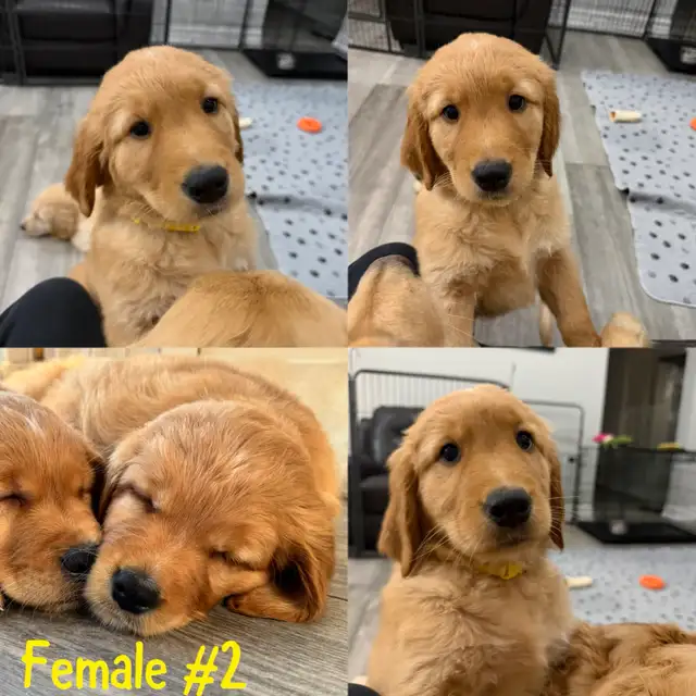 Adorable Golden Retriever Pups