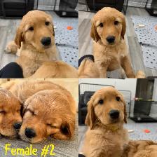Adorable Golden Retriever Pups