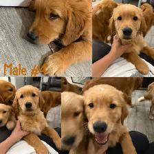 Adorable Golden Retriever Pups - Photo 2