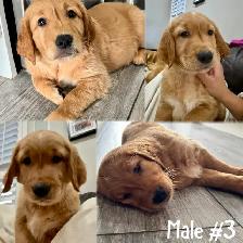 Adorable Golden Retriever Pups - Photo 3