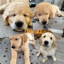 Adorable Golden Retriever Pups - Photo 4