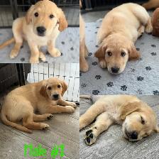 Adorable Golden Retriever Pups - Photo 5