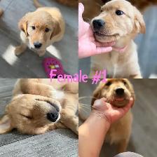 Adorable Golden Retriever Pups - Photo 6