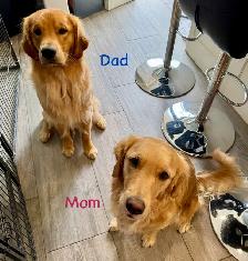 Adorable Golden Retriever Pups - Photo 7