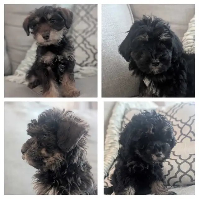 Schnoodle Pups!