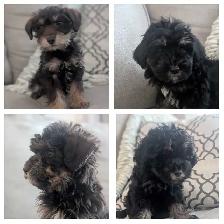Schnoodle Pups!