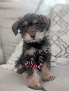 Schnoodle Pups! - Photo 2