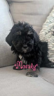 Schnoodle Pups! - Photo 3