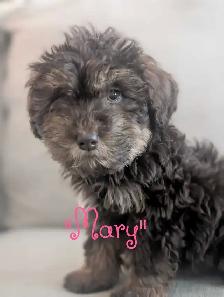 Schnoodle Pups! - Photo 4