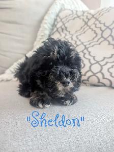 Schnoodle Pups! - Photo 5