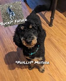 Schnoodle Pups! - Photo 6