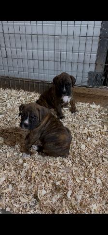 Boxer puppies!