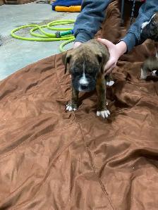 Boxer puppies! - Photo 2