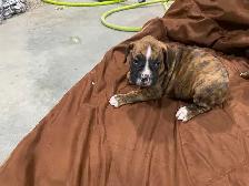 Boxer puppies! - Photo 3