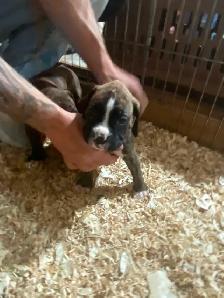 Boxer puppies! - Photo 4