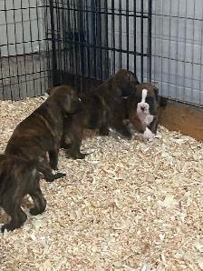 Boxer puppies! - Photo 6