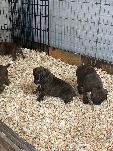 Boxer puppies! - Photo 7