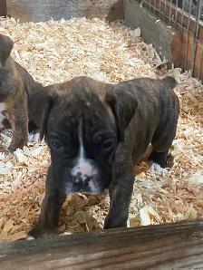 Boxer puppies! - Photo 8