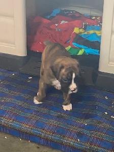 Boxer puppies! - Photo 9