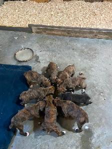 Boxer puppies! - Photo 10