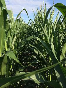 FARMLAND WANTED TO RENT – 2027 & BEYOND - Photo 2