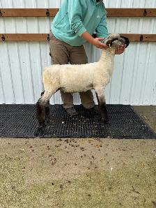 Suffolk & Hampshire Ram Lambs - Photo 5
