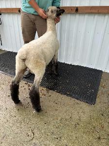 Suffolk & Hampshire Ram Lambs - Photo 6