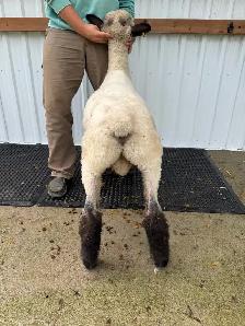 Suffolk & Hampshire Ram Lambs - Photo 7