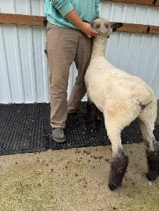 Suffolk & Hampshire Ram Lambs - Photo 8