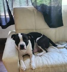 Dog. Re-homing.
