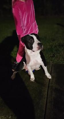 Dog. Re-homing. - Photo 2