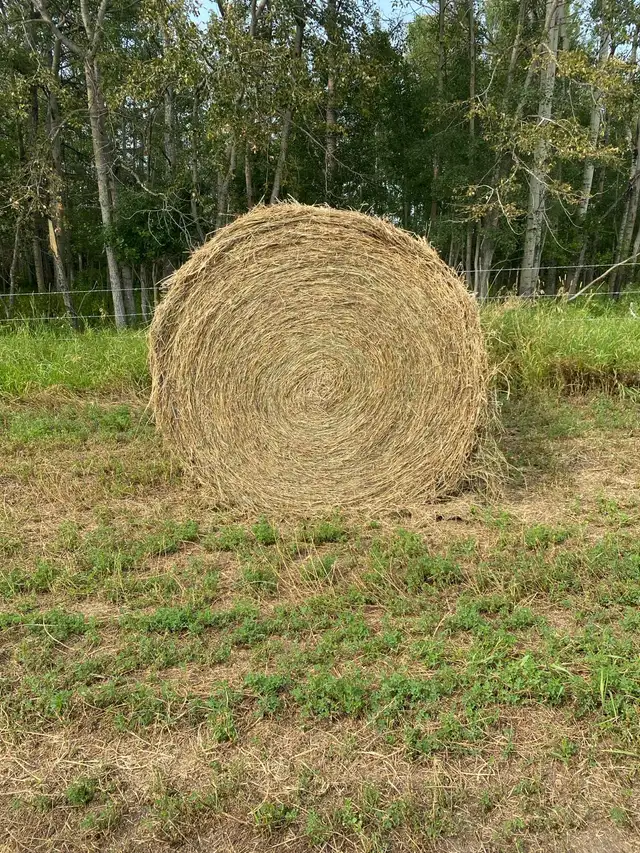 Hay For Sale
