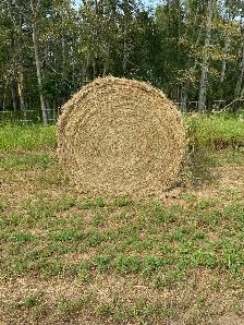 Hay For Sale
