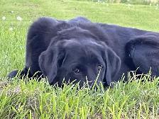 Dog Training and Trainers for Busy People - Photo 3