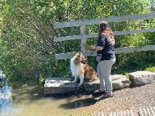 Dog Training and Trainers for Busy People - Photo 5