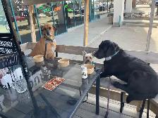 Dog Training and Trainers for Busy People - Photo 7