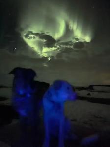 Dog Training and Trainers for Busy People - Photo 9