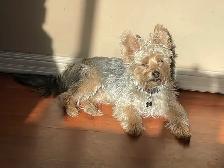 Dog Training and Trainers for Busy People - Photo 10
