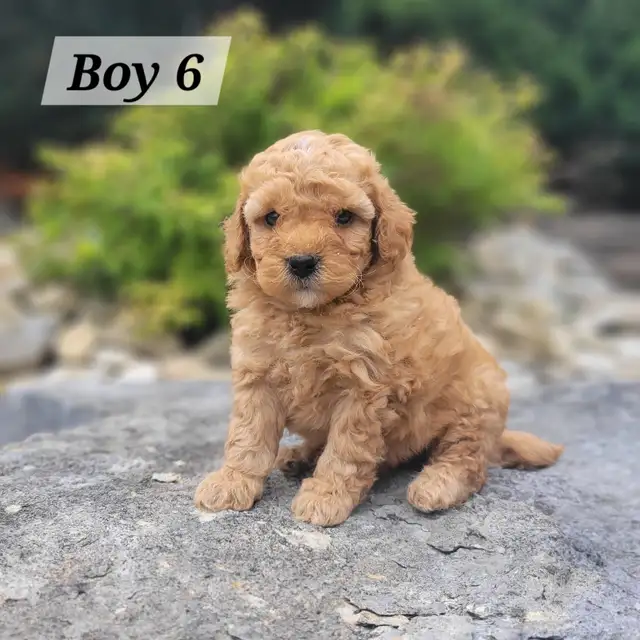 Mini Goldendoodle F1bb for Sale