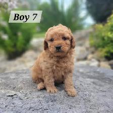 Mini Goldendoodle F1bb for Sale - Photo 2