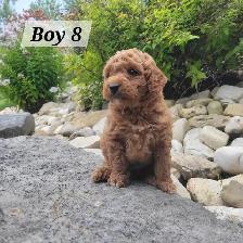 Mini Goldendoodle F1bb for Sale - Photo 3