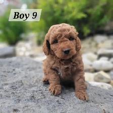 Mini Goldendoodle F1bb for Sale - Photo 4