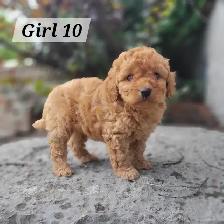 Mini Goldendoodle F1bb for Sale - Photo 5