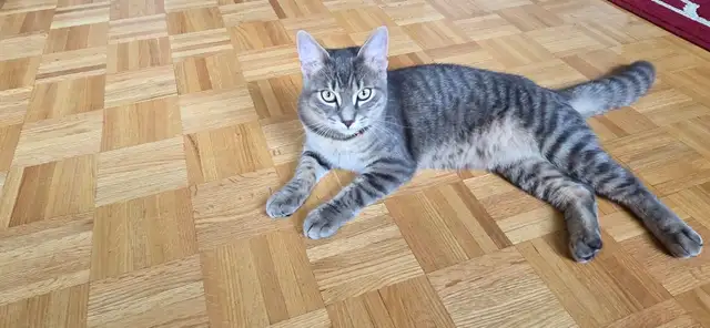 Domestic Shorthair kitten