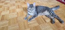 Domestic Shorthair kitten