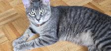Domestic Shorthair kitten - Photo 2